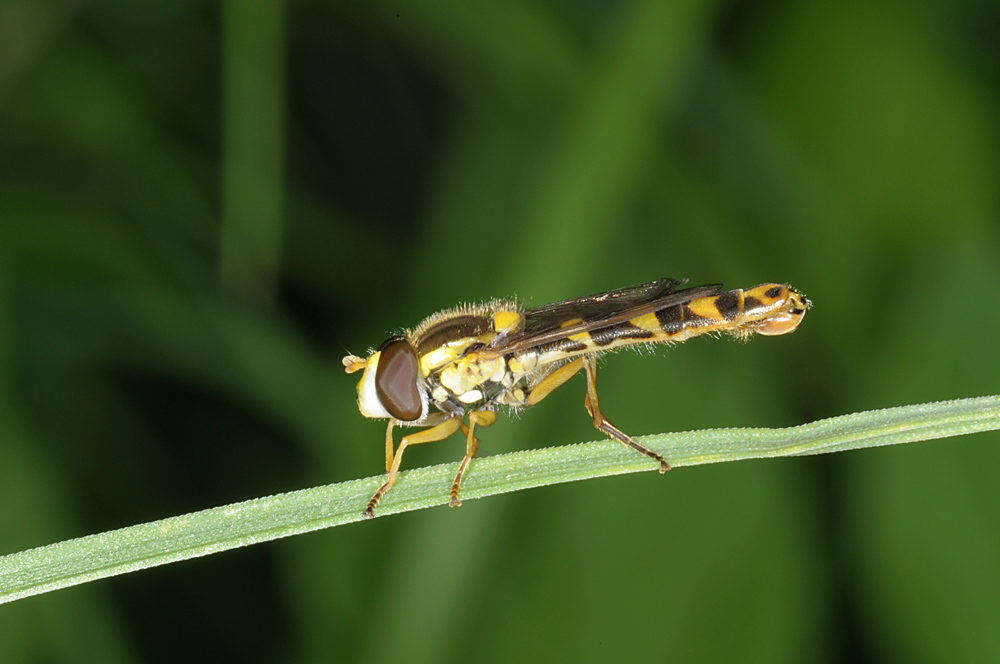 Sphaerophoria scripta M (Syrphidae)